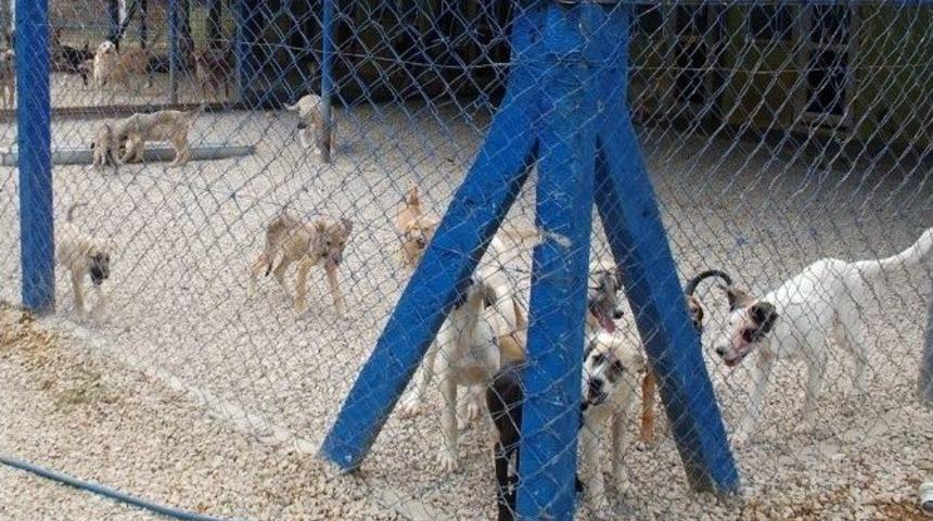 Gelibolu Belediyesi&rsquo;nden Hayvan Barınağına Yeni Klinik