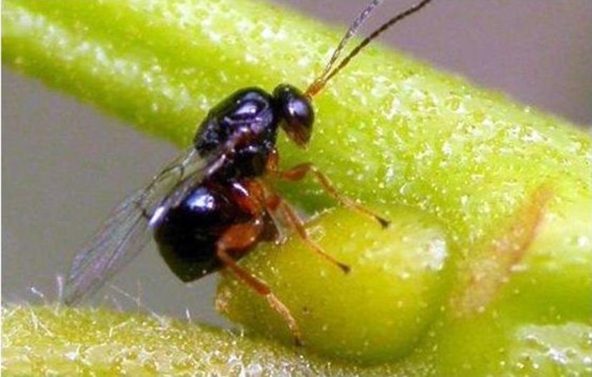 Aydınlı Kestane &Uuml;reticileri Gal Arısına Karşı Tetikte Bekliyor