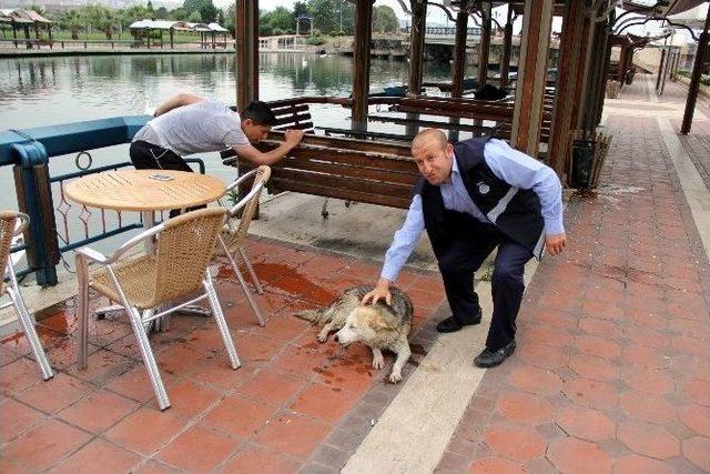 Göle Düşen Köpeği Kurtarma Operasyonu