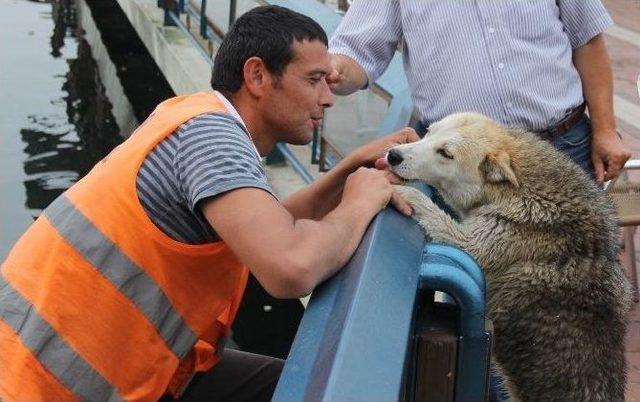 Göle Düşen Köpeği Kurtarma Operasyonu