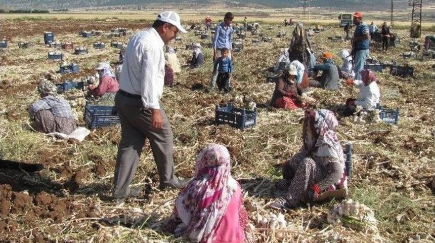 Araban Ovası&rsquo;ndaki Sarımsak &Uuml;retimi 5 Bin Tarım İş&ccedil;isine İş İmkanı Sağlıyor