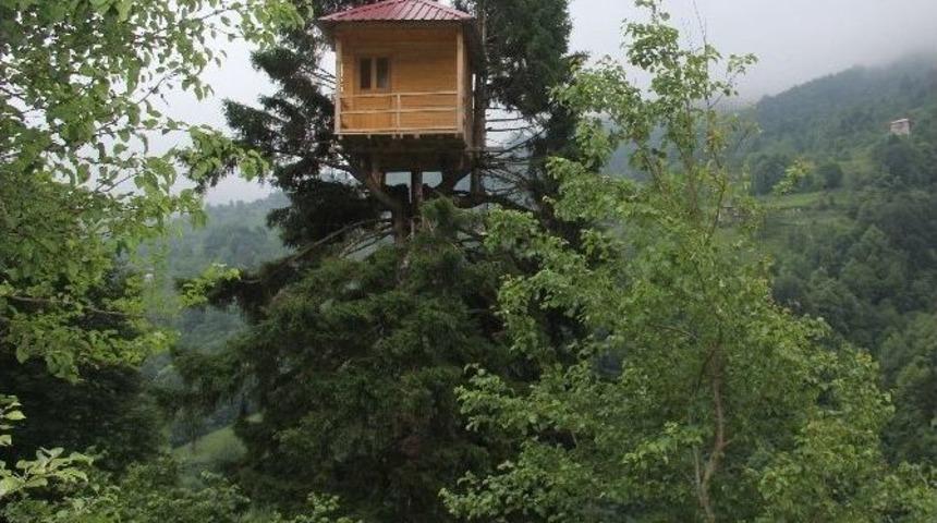 G&uuml;rgen Ağacının Tepesinde Ev Kurdu