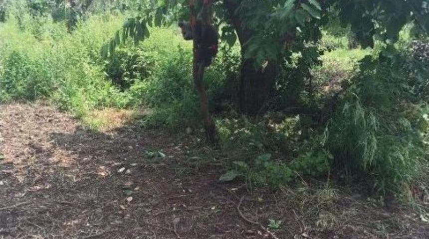 Canı Kiraz &Ccedil;eken Yavru Ayı Ağaca Sıkıştı