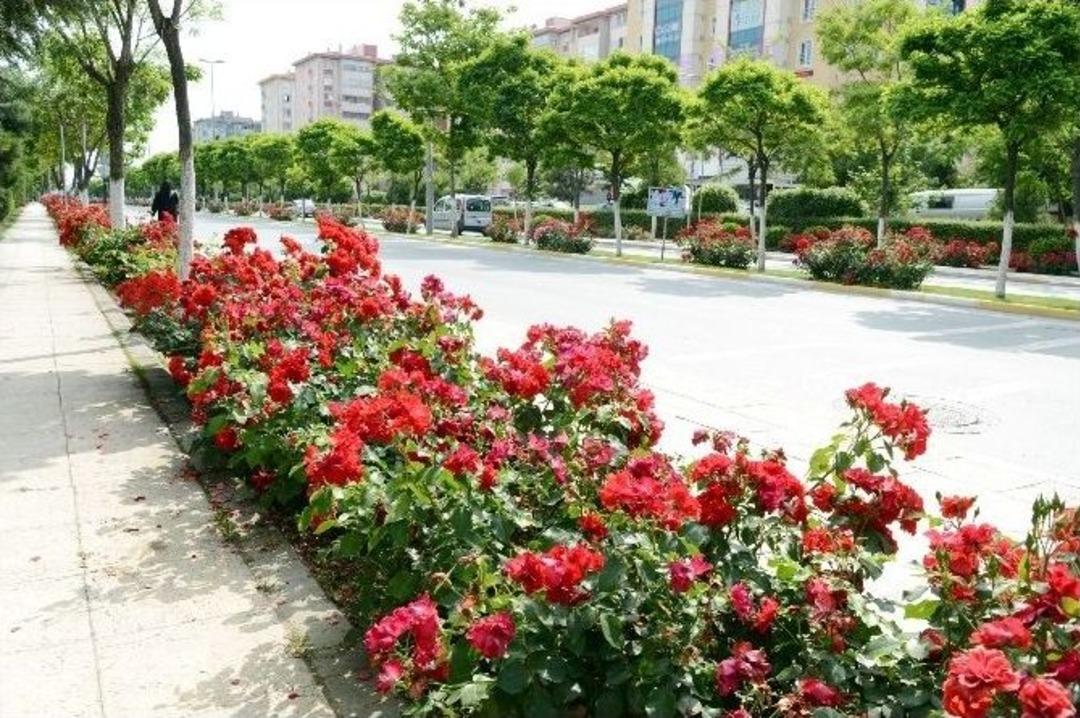 Beylikd&uuml;z&uuml; G&uuml;llerle Bezendi