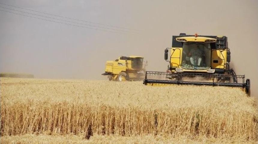 Suriye&rsquo;de Buğday İstiflenmeye Başlandı