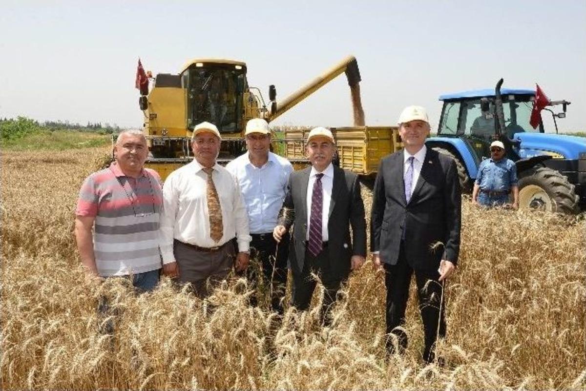 &Ccedil;ukurova&rsquo;da Hasat Bayramı