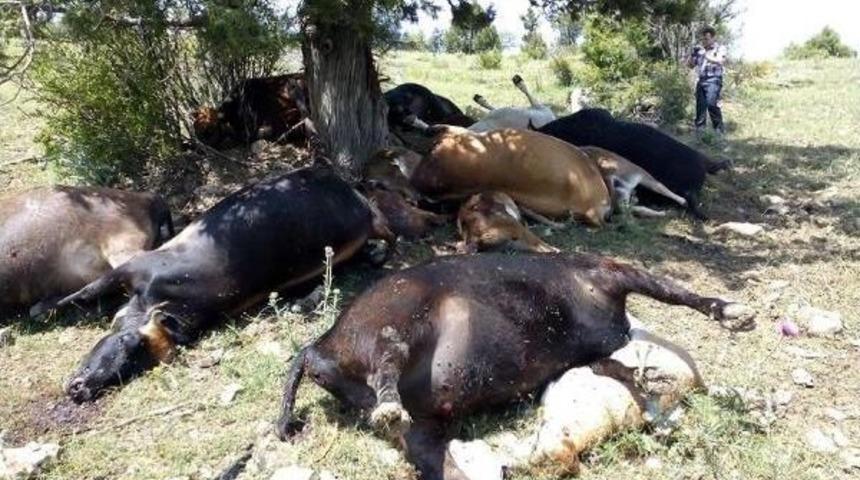 Ağaca Yıldırım D&uuml;şt&uuml;, 15 B&uuml;y&uuml;kbaş Hayvan Telef Oldu