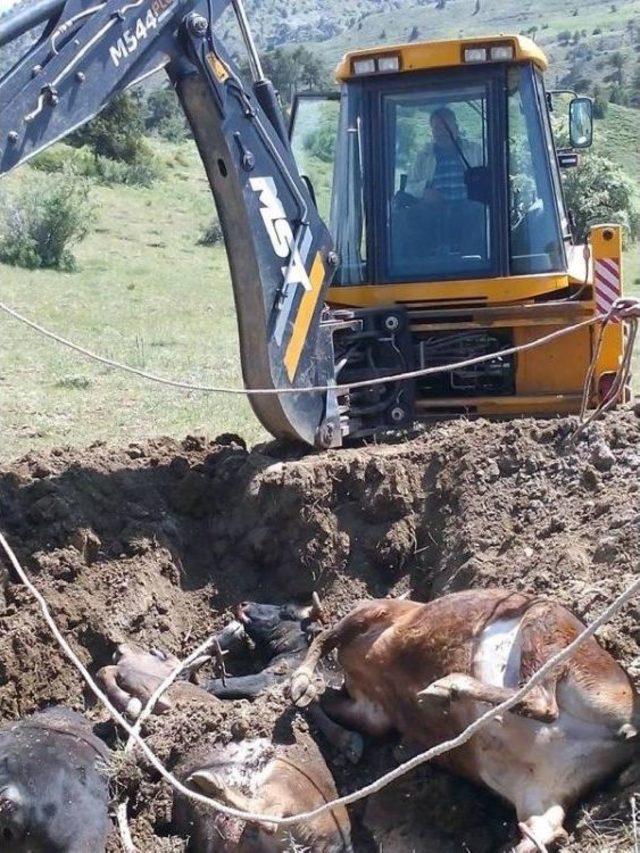 Ağaca Yıldırım Düştü, 15 Büyükbaş Hayvan Telef Oldu