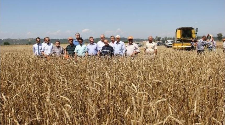 Buğdayda Hasat Zamanı