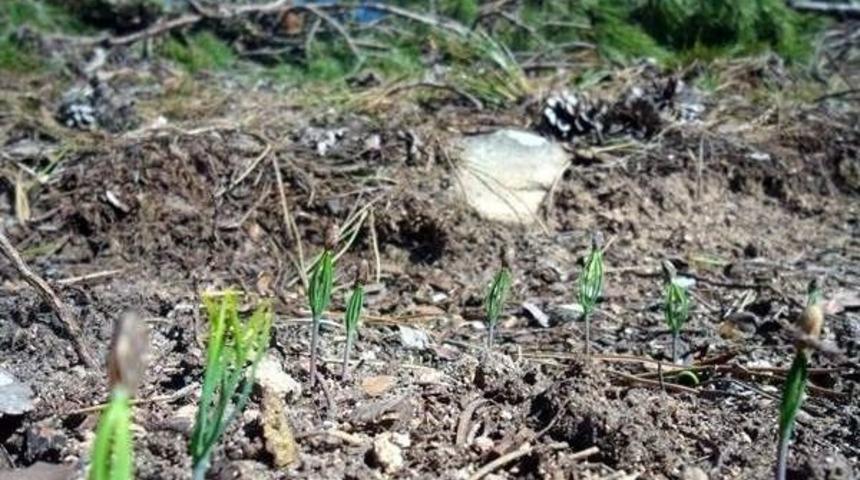 Kara&ccedil;am Ormanları Gen&ccedil;leştiriliyor