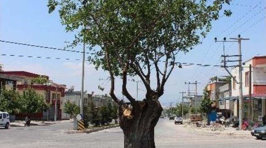 Asırlık Dut Ağacı İ&ccedil;in Yol İkiye B&ouml;l&uuml;nd&uuml;