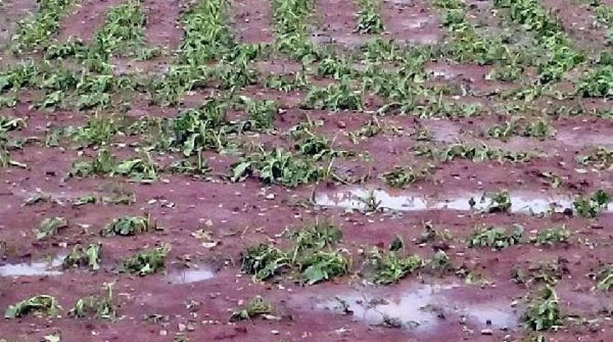 Kayseri'de Dolu Ekili Arazilere Zarar Verdi