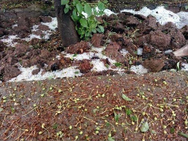 Kayseri'de Dolu Ekili Arazilere Zarar Verdi