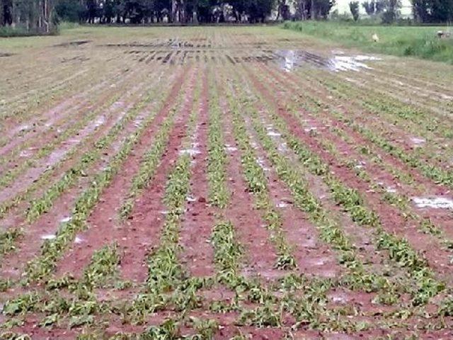 Kayseri'de Dolu Ekili Arazilere Zarar Verdi