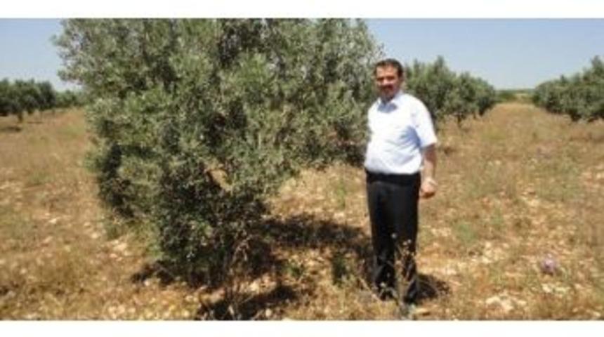 Didim Ziraat Odası&rsquo;ndan Zeytin &Uuml;reticisine İla&ccedil;lama Uyarısı