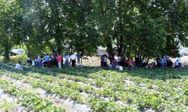 Kahramanmaraş'ta Çilek Tarla Günü