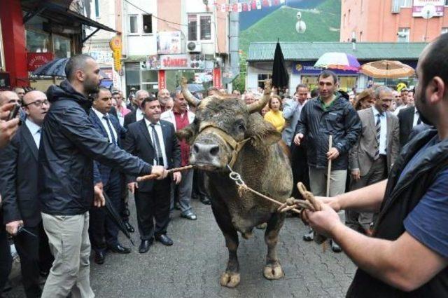 Kafkasör Festivali Boğalı Kortej Yürüyüşü Ile Başladı