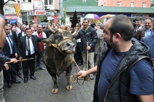 Kafkasör Festivali Boğalı Kortej Yürüyüşü Ile Başladı