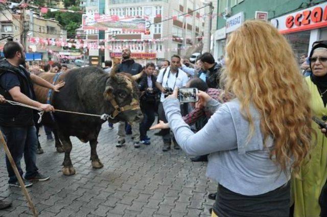 Kafkasör Festivali Boğalı Kortej Yürüyüşü Ile Başladı