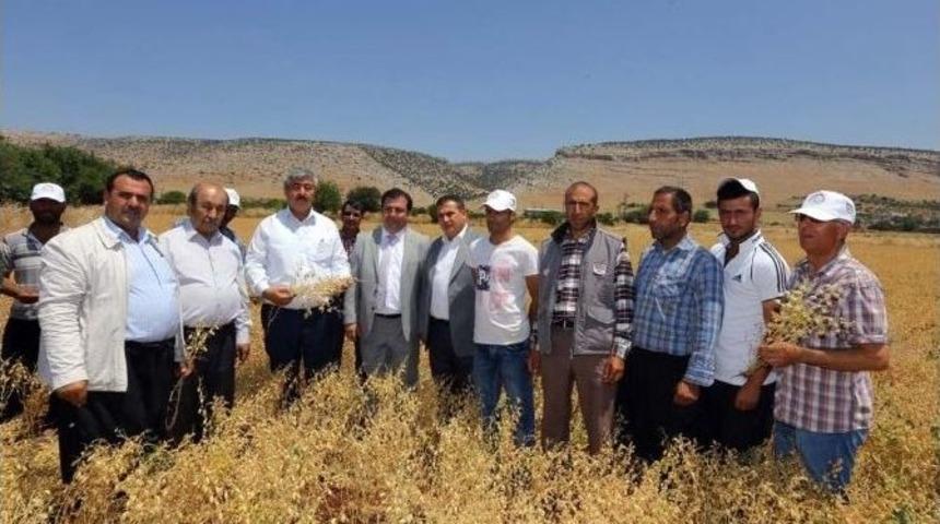 Gaziantep Nohut &Uuml;retiminde T&uuml;rkiye&rsquo;nin Merkezi Oluyor