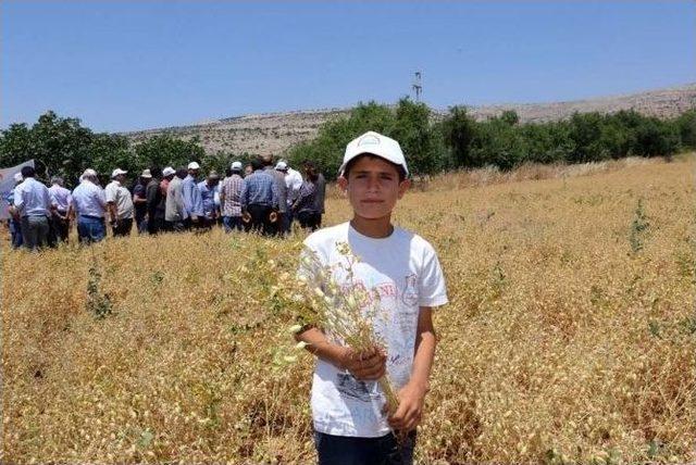 Gaziantep Nohut Üretiminde Türkiye’nin Merkezi Oluyor