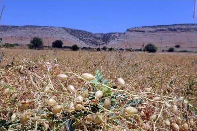 Gaziantep Nohut Üretiminde Türkiye’nin Merkezi Oluyor