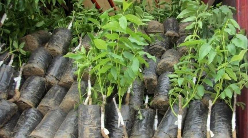 &Ccedil;ift&ccedil;ilere 130 Bin 300 Adet Fidan Ve Fide Dağıtıldı