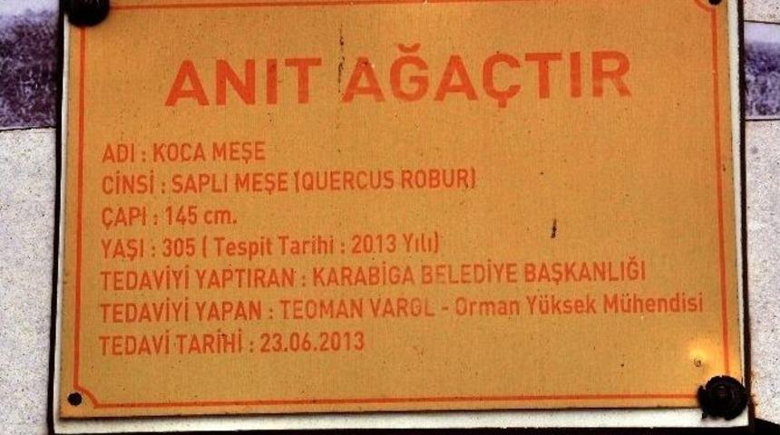 Kurumaya Başlayan Tarihi Meşe Ağacı Belde Halkını &Uuml;z&uuml;yor