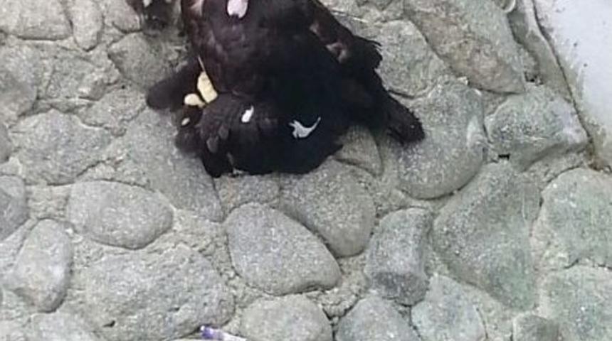 Hayvanat Bah&ccedil;esi&rsquo;nde 10 Adet &Ouml;rdek D&uuml;nyaya Geldi