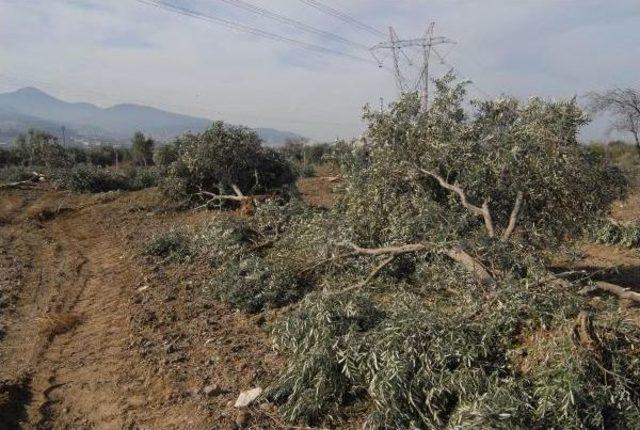 Yırca'da Termik Santral Yapamayan Kolin, Yeni Yer Için Harekete Geçti