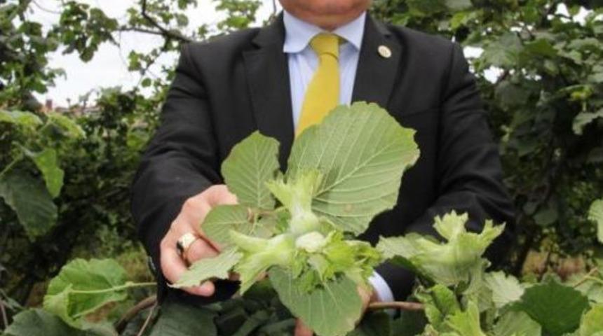 Fındıkta K&uuml;llenme Hastalığı &Uuml;reticiyi Tedirgin Ediyor