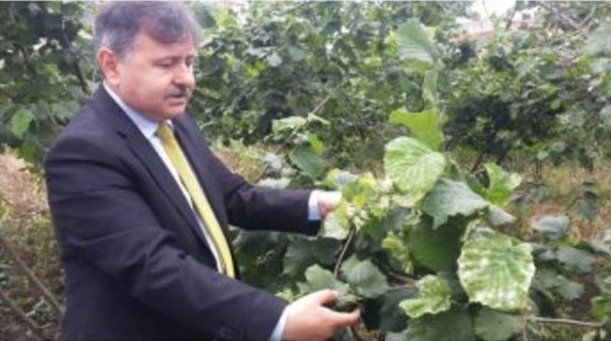 Fındıkta K&uuml;llenme Hastalığı