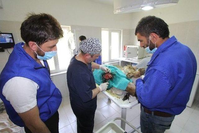 (&ouml;zel Haber) &Uuml;&ccedil; Aylık Buzağıya Fıtık Ameliyatı 1