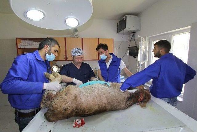 (&ouml;zel Haber) &Uuml;&ccedil; Aylık Buzağıya Fıtık Ameliyatı 2