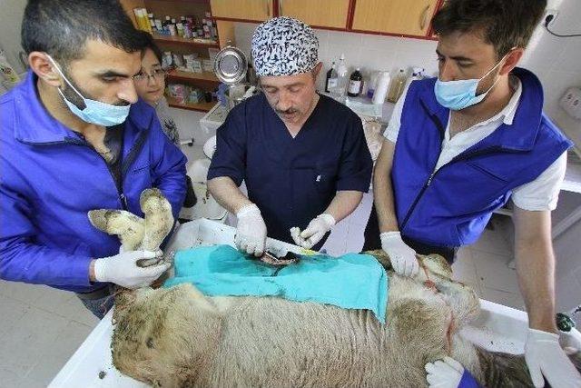 (&ouml;zel Haber) &Uuml;&ccedil; Aylık Buzağıya Fıtık Ameliyatı 3