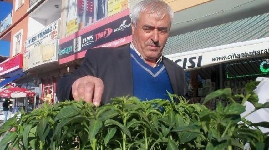 Fide Dikimi İçin Son Günler