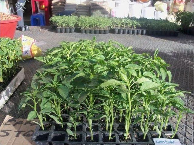 Fide Dikimi İçin Son Günler 1