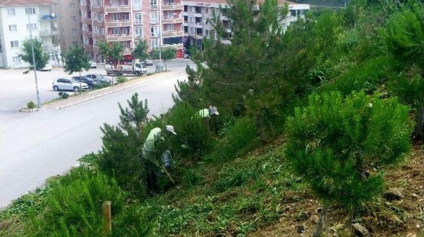 Bilecik&rsquo;te Yabani Otlar Temizlendi