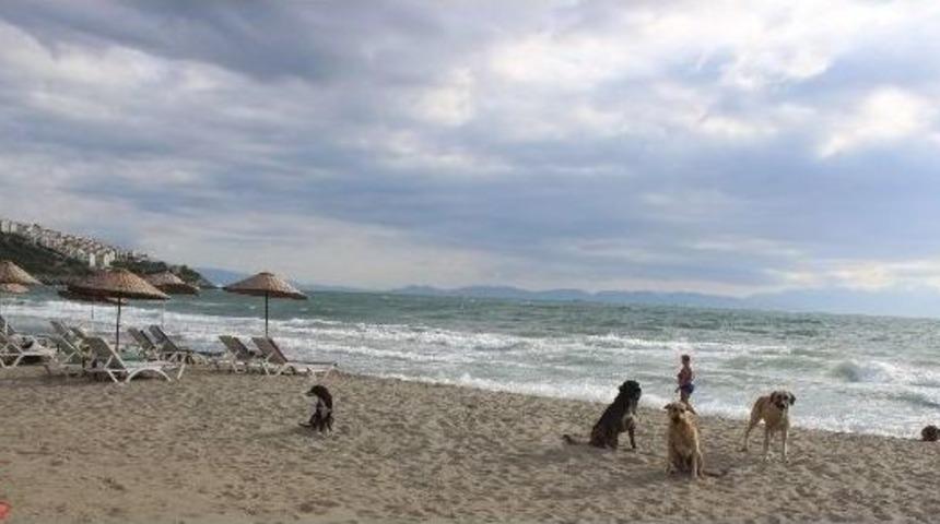 Havalar Serin Gidince Sahiller K&ouml;peklere Kaldı