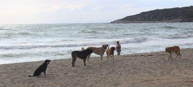 Havalar Serin Gidince Sahiller Köpeklere Kaldı