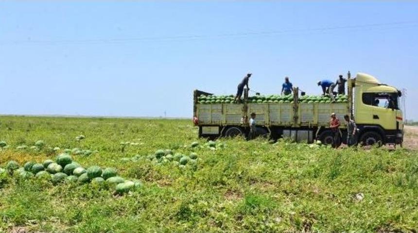 Karpuz Fiyatı Tarladan Sonra Halde De D&uuml;şt&uuml;