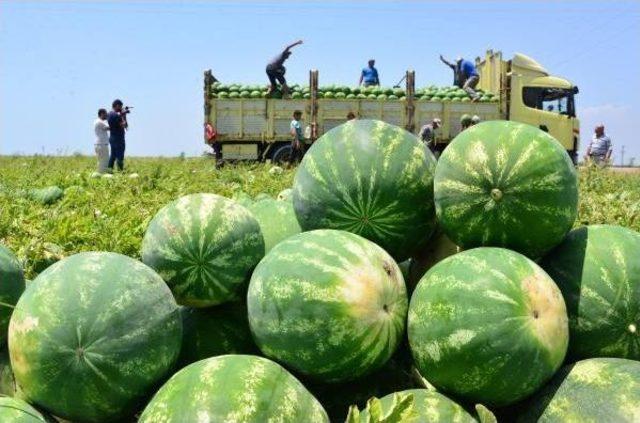 Karpuz Fiyatı Tarladan Sonra Halde De D&uuml;şt&uuml; 1