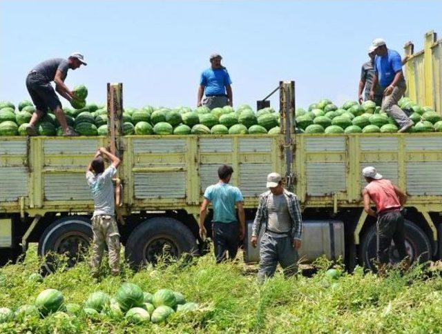 Karpuz Fiyatı Tarladan Sonra Halde De D&uuml;şt&uuml; 2