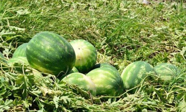 Karpuz Fiyatı Tarladan Sonra Halde De D&uuml;şt&uuml; 3