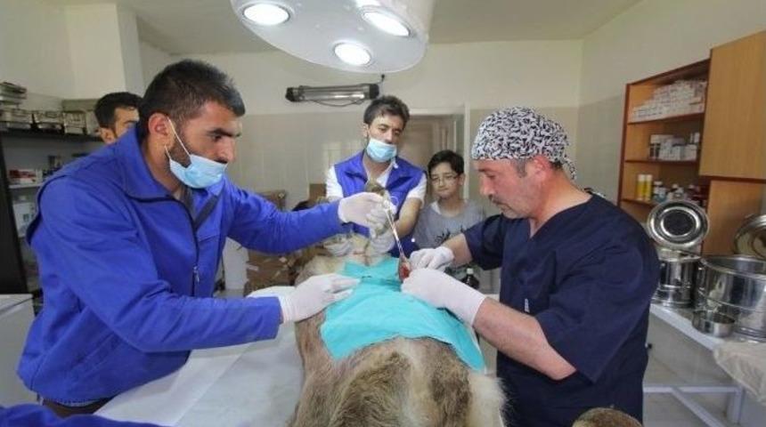 3 Aylık Buzağıya Fıtık Ameliyatı