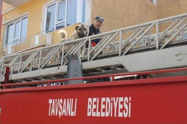 Çatıda Kalan Köpeği Itfaiyeciler Indirdi