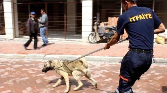 Çatıda Kalan Köpeği Itfaiyeciler Indirdi