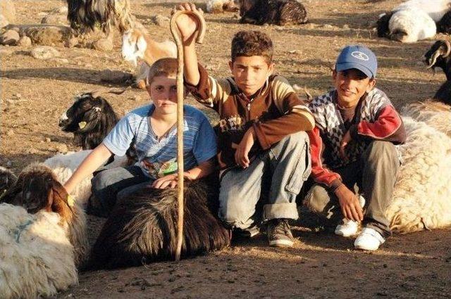 Öğrenci Çobanlar Karne Alıp Göreve Başladı 1