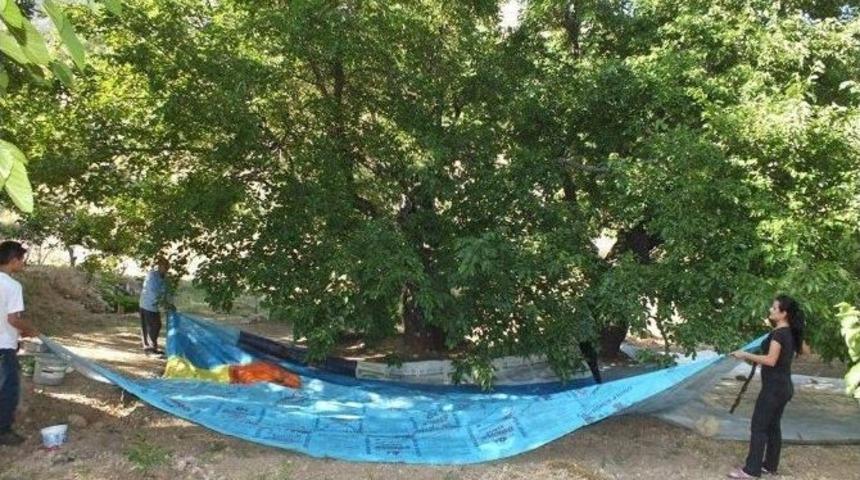 Tut İl&ccedil;esinde &lsquo;dut&rsquo; Hasadı Başladı