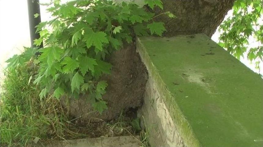 Ağacın Betona İsyanı